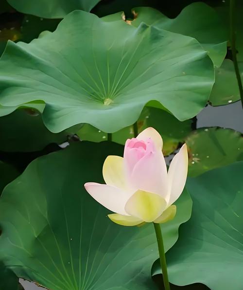 山石榴花的寓意和花语是什么？山石榴花代表了哪些情感？