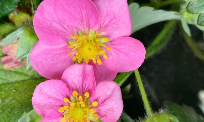 粉色莲雾花语代表什么？
