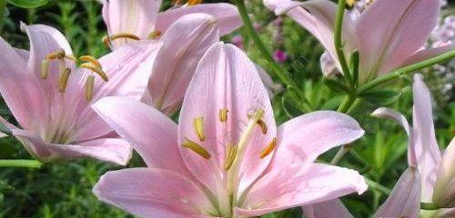 粉色莲雾花语代表什么？