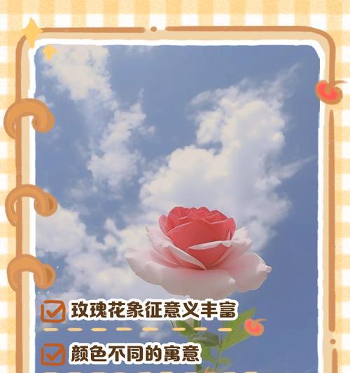 玫瑰花在不同场合的含义是什么？