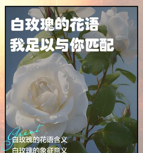 白玫瑰和红玫瑰组合的花语含义是什么？