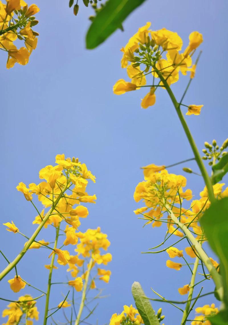小先锋花的花语有何含义？