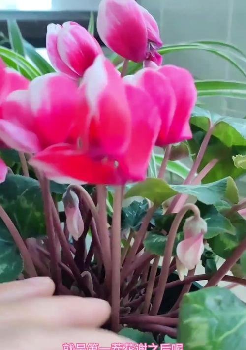 仙客来花谢后如何管理？管理指南有哪些要点？