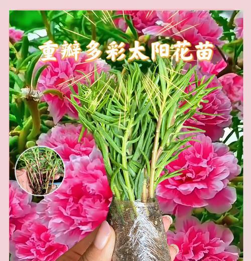 从太阳花开花时窥见生活的微小奇迹是什么？如何欣赏？