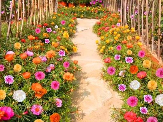 从太阳花开花时窥见生活的微小奇迹是什么？如何欣赏？