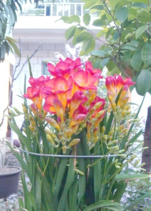 香雪兰花卉有哪些特点？如何养护？