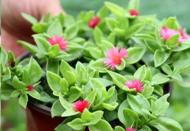 牡丹吊兰什么时候开花？一年开几次花？