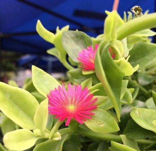 牡丹吊兰什么时候开花？一年开几次花？