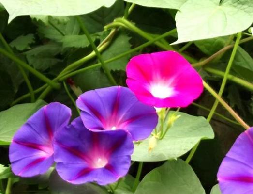 牵牛花的养殖方法是什么？如何确保其健康生长？