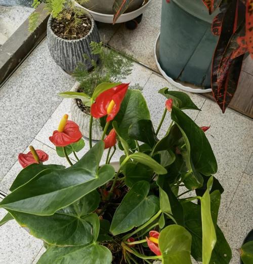 红掌是否有毒？室内养护需要注意什么？
