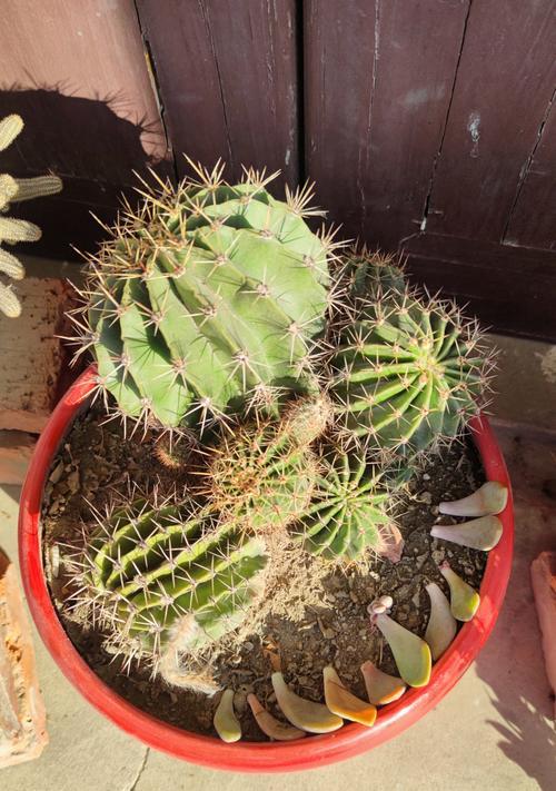 如何选择适合的盆栽植物？小型植物盆栽的养护技巧有哪些？