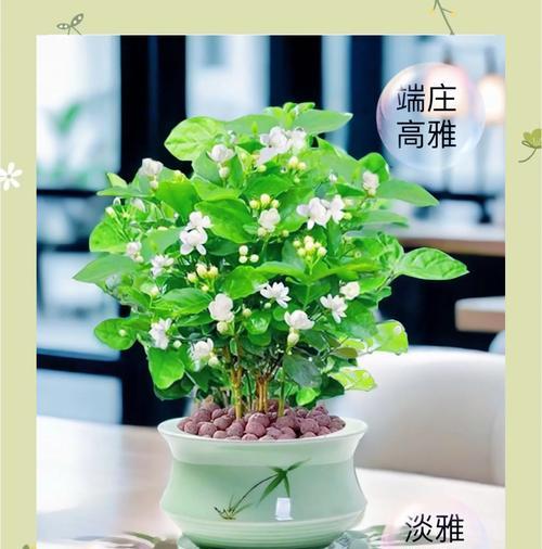 如何选择适合的盆栽植物？小型植物盆栽的养护技巧有哪些？
