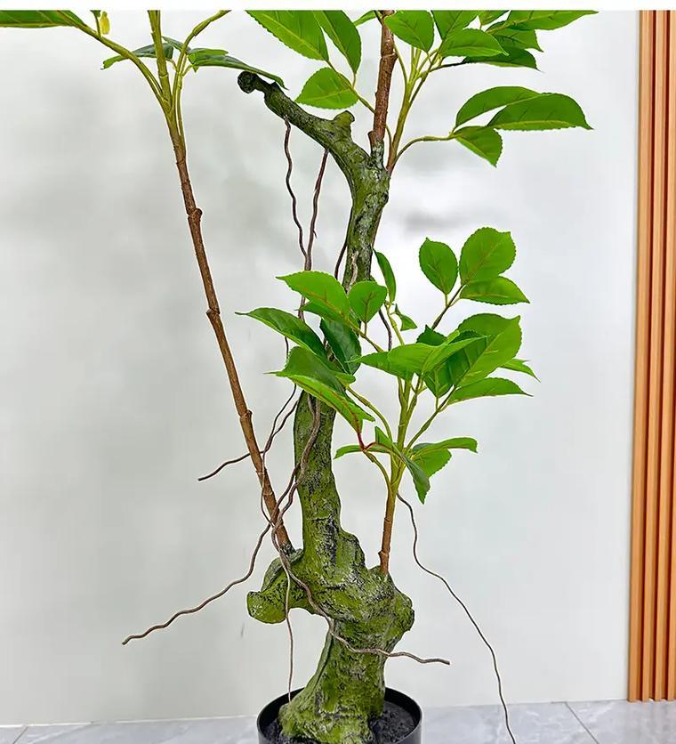 如何选择适合的盆栽植物？小型植物盆栽的养护技巧有哪些？