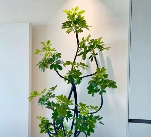 探索自然奇花异草的28种清单？这些花卉的养护要点是什么？