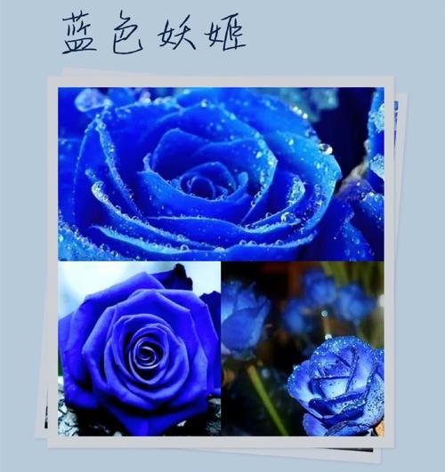 探索自然奇花异草的28种清单？这些花卉的养护要点是什么？