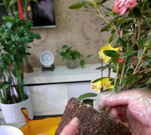 杜鹃花养护总是失败？如何通过四个步骤改善？