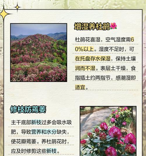杜鹃花养护总是失败？如何通过四个步骤改善？