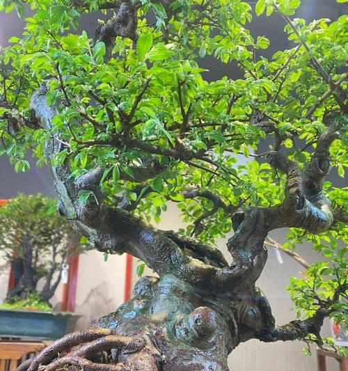 盆景榆树桩的造型技巧有哪些？如何打造完美形态？