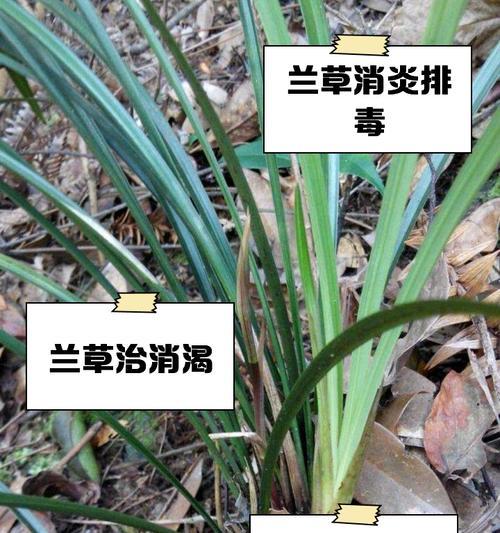 兰草养殖的正确方式是什么？如何避免常见错误？