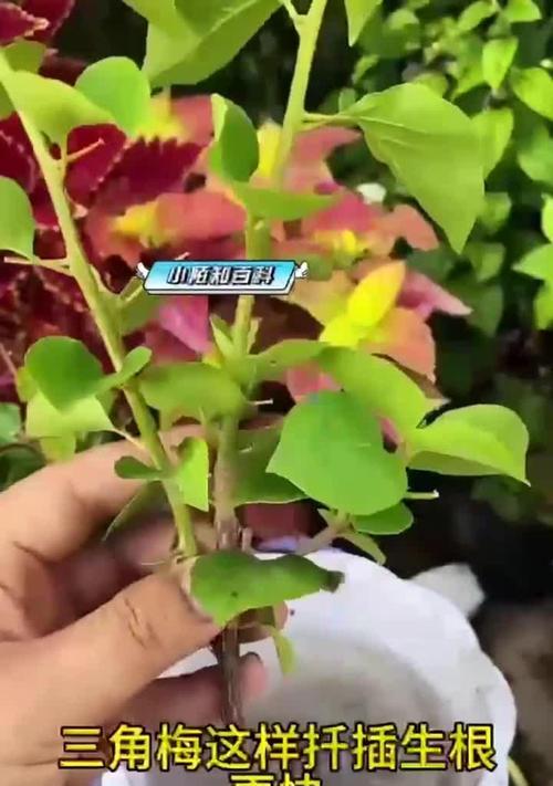 三角梅扦插成功的秘诀是什么？如何确保成活率？