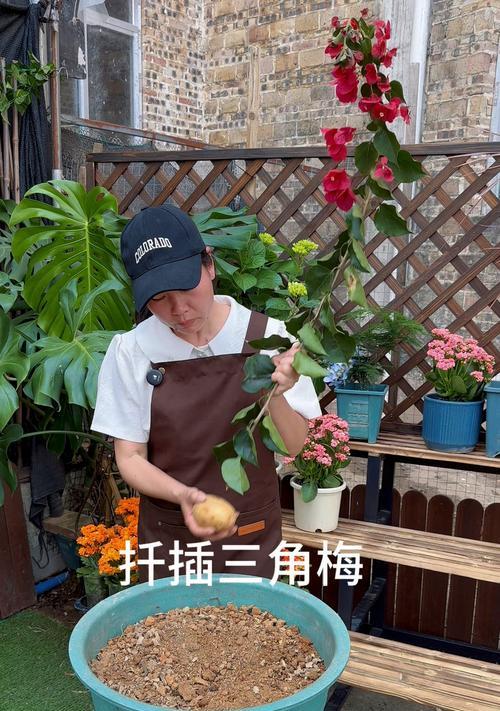 三角梅扦插成功的秘诀是什么？如何确保成活率？
