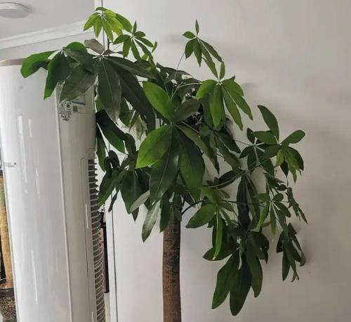 发财树的夏季养殖技巧有哪些？如何保持其健康？