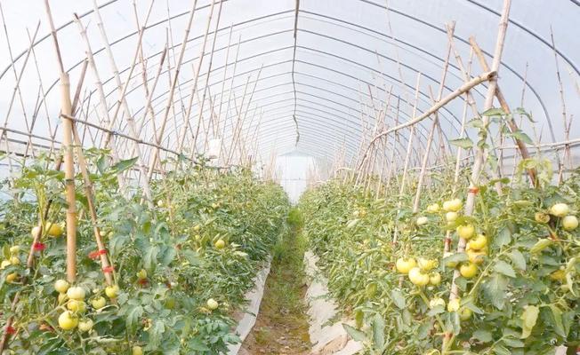 春季蔬菜育苗与种植的全攻略是什么？如何从经验中学习？