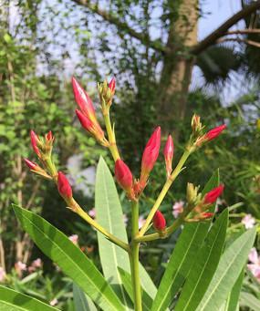 桃花花苞的养护与管理方法是什么？如何促进花苞生长？