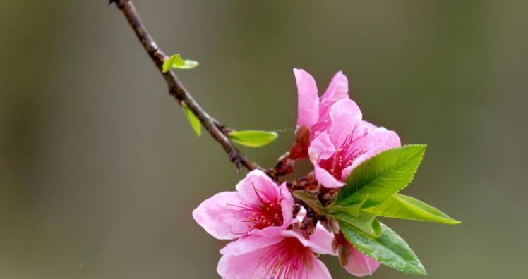 桃花花苞的养护与管理方法是什么？如何促进花苞生长？