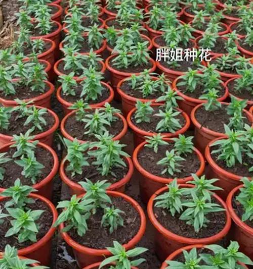 金鱼草的养殖方法有哪些？需要注意哪些事项？