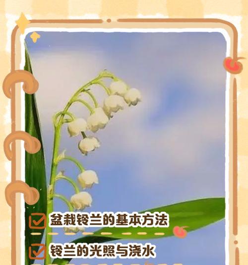 铃兰的养护攻略是什么？如何确保其健康生长？