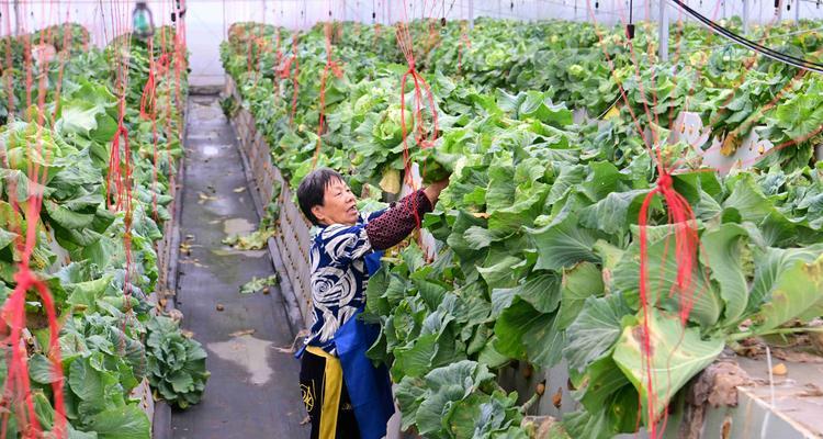 温室蔬菜栽培实践：如何选择适宜品种和掌握种植技术要点？