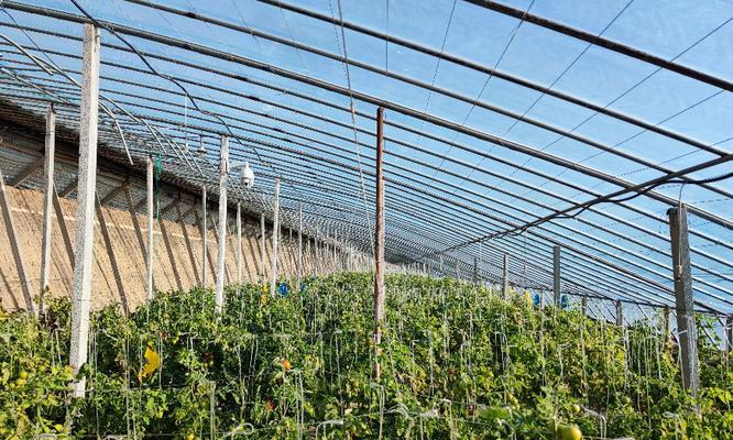 温室蔬菜栽培实践：如何选择适宜品种和掌握种植技术要点？