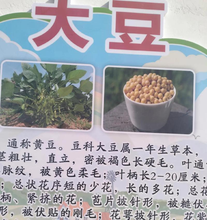温室蔬菜栽培实践：如何选择适宜品种和掌握种植技术要点？