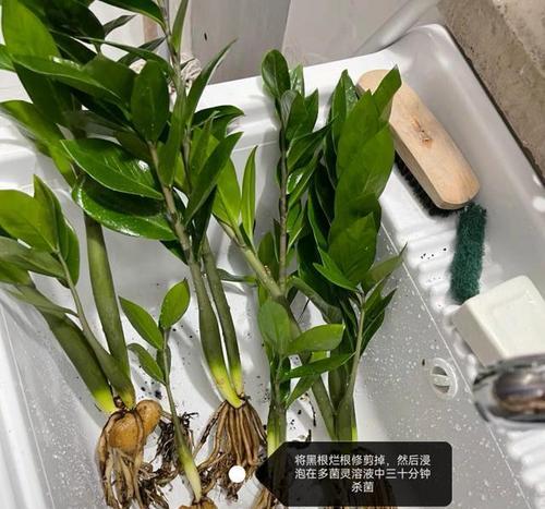 植物黄叶了怎么办？找出原因并解决的正确方法是什么？