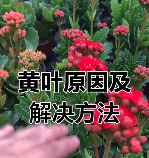 植物黄叶了怎么办？找出原因并解决的正确方法是什么？