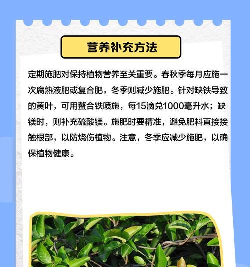 植物黄叶了怎么办？找出原因并解决的正确方法是什么？