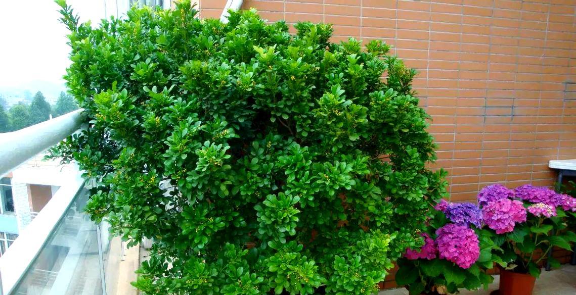 米兰花养护指南：阳光、施肥和防冻的三大要点是什么？