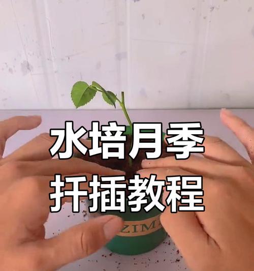 月季花扦插技巧：如何快速生根发芽？