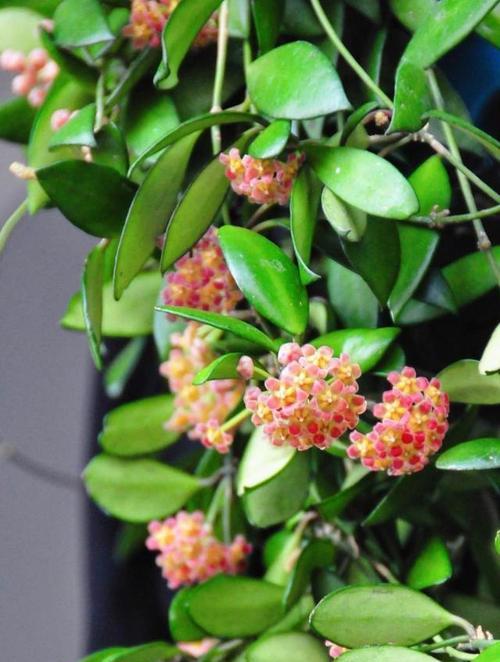 球兰不开花？检查这些开花条件是否满足了吗？
