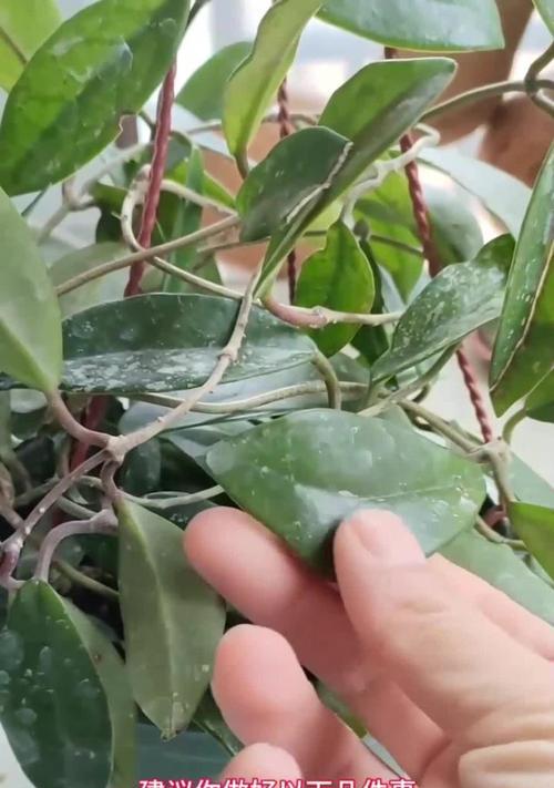 球兰不开花？检查这些开花条件是否满足了吗？