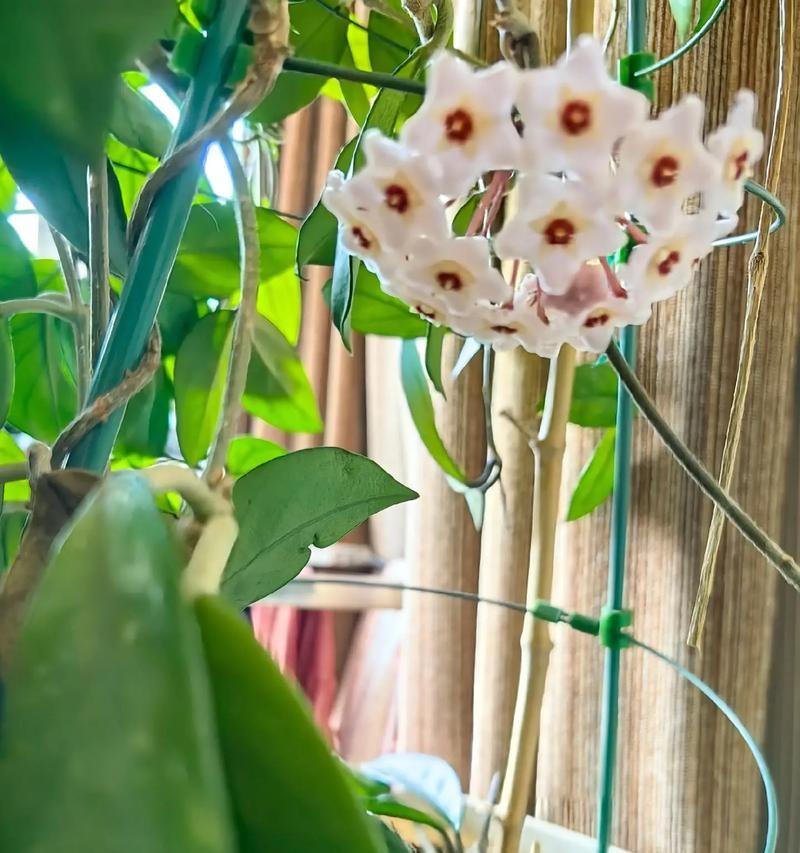 球兰不开花？检查这些开花条件是否满足了吗？
