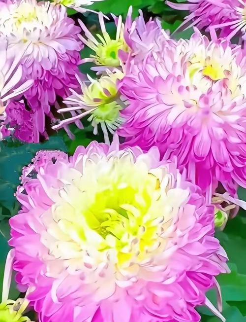 秋日花卉如何华丽绽放？菊花的美在哪里？