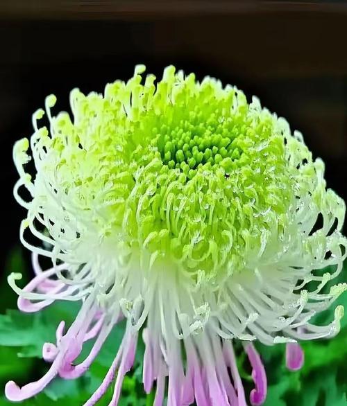 秋日花卉如何华丽绽放？菊花的美在哪里？
