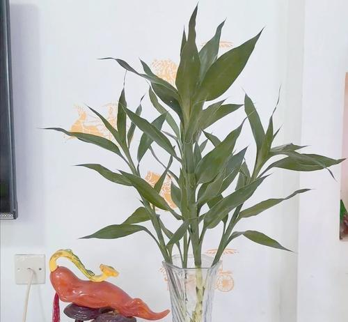 水培富贵竹盆栽的正确养护方法是什么？