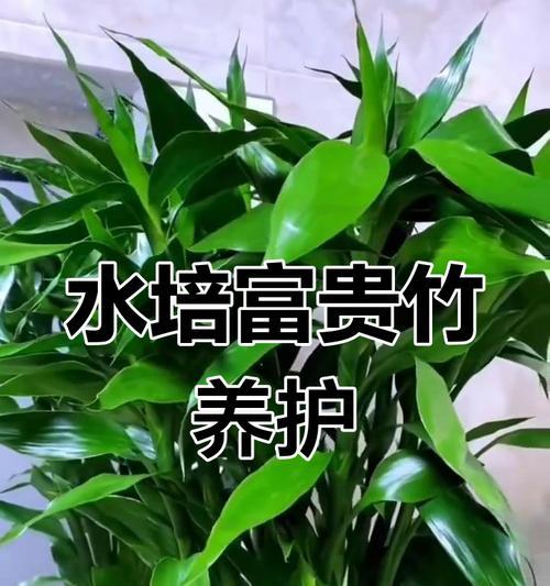 水培富贵竹盆栽的正确养护方法是什么？