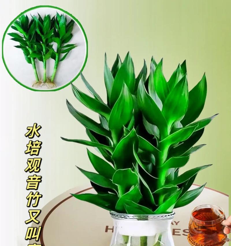 水培富贵竹盆栽的正确养护方法是什么？