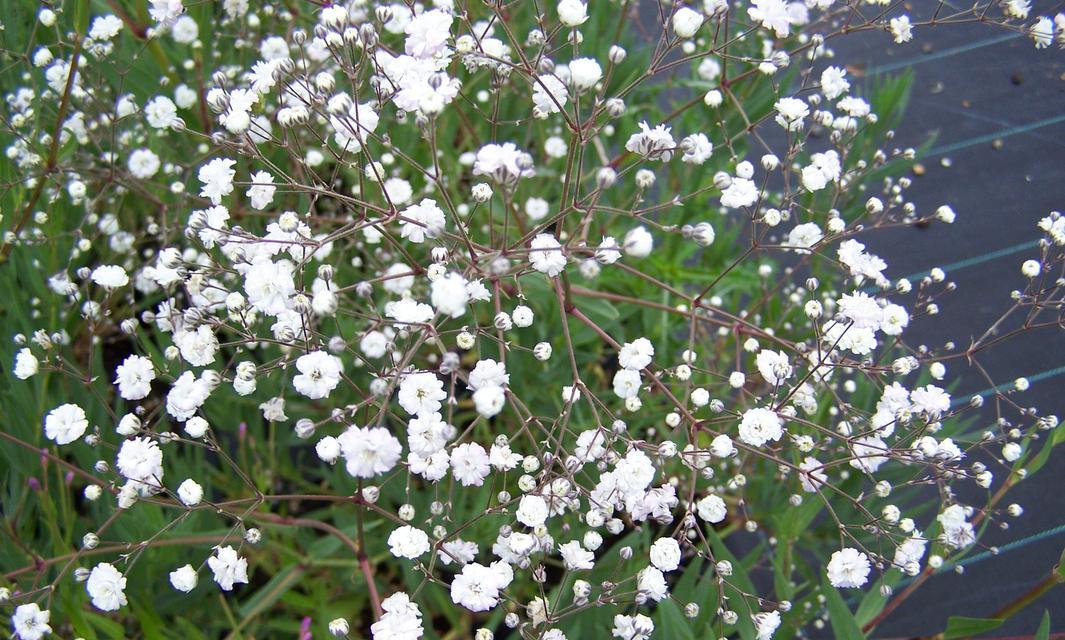 满天星种植技巧：如何准备疏松透气的土壤？