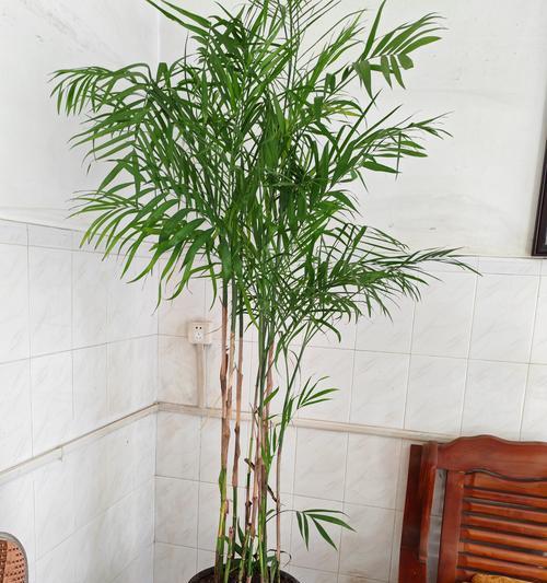散尾葵和凤尾竹是同一种植物吗？真相是什么？