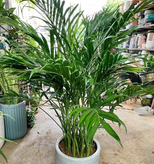 散尾葵和凤尾竹是同一种植物吗？真相是什么？